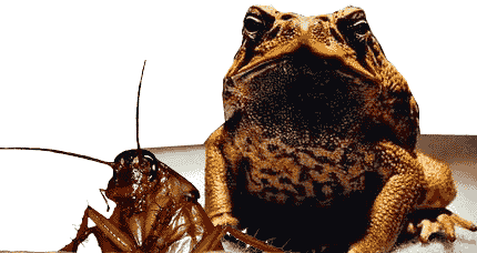 Cane Toad